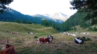 Asfo Alpe Bout du Col