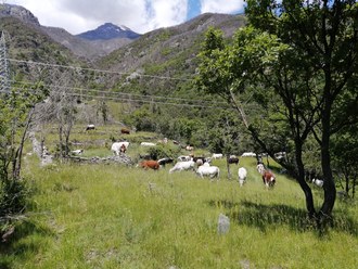 Asfo Paradiso