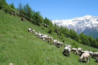 Asfo di Venaus